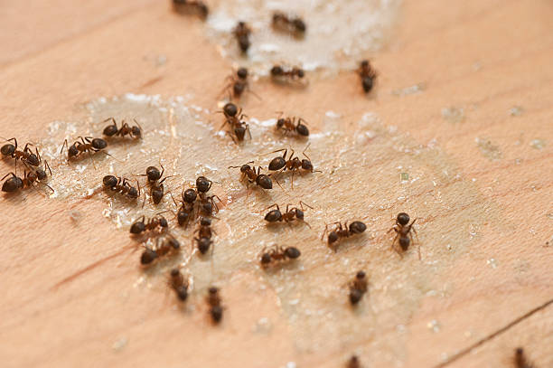 Best Insect Control  in , SC